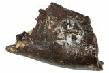 Partial Fossil Tyrannosaur Tooth - Montana #341109-1
